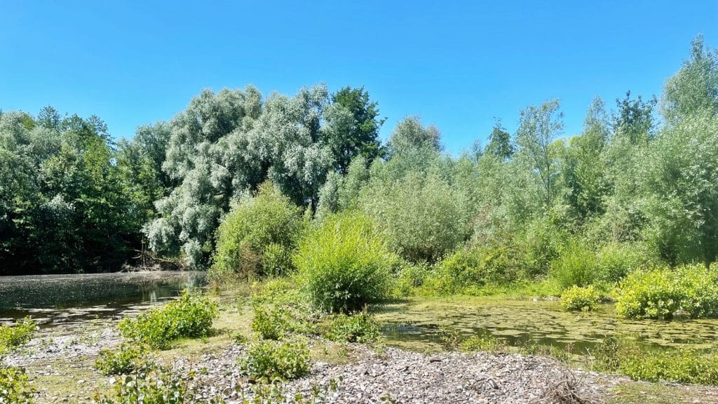 Friedrich-Spee-Biotop: Aktionstag zur Bekämpfung von Jakobskreuzkraut