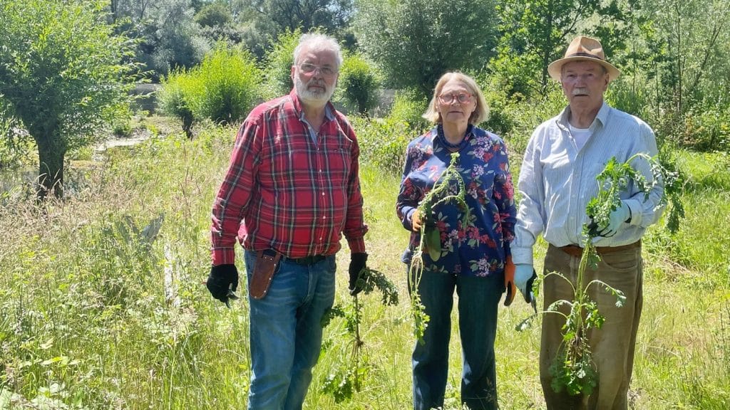 Friedrich-Spee-Biotop: Aktionstag zur Bekämpfung von Jakobskreuzkraut