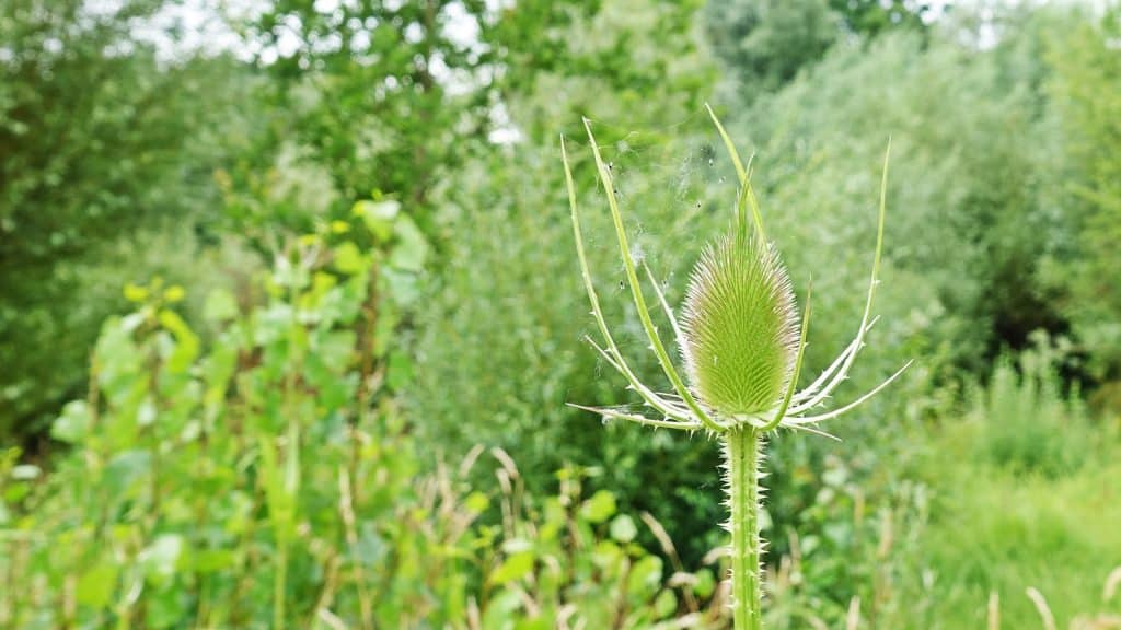 Biotop_Aktionstag_20240706_Pflanze